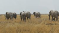 Namibia - Etosha - Pirschfahrt - geordneter Abmarsch