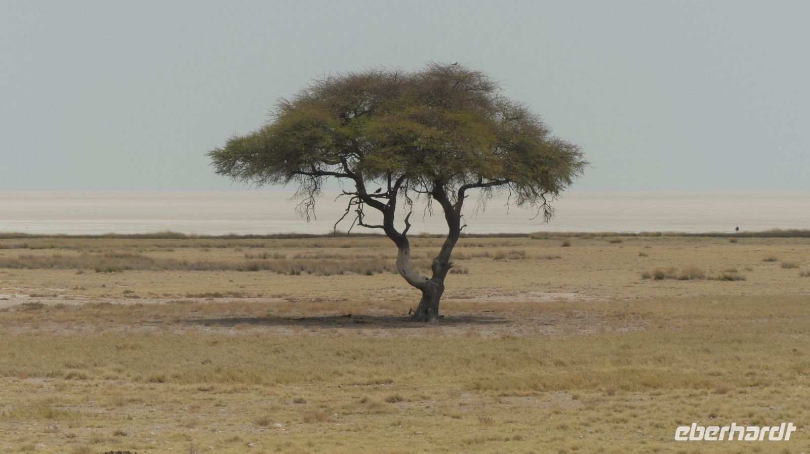 Namibia - Etosha - Pirschfahrt - der Klassiker