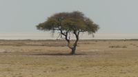 Namibia - Etosha - Pirschfahrt - der Klassiker