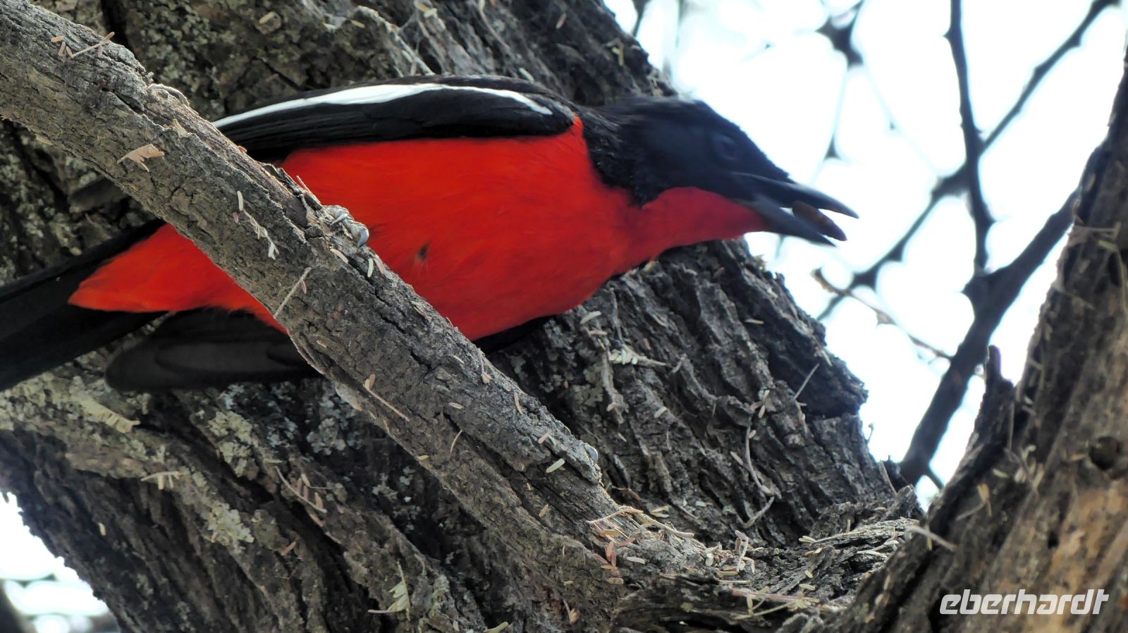 Namibia - Etosha - Pirschfahrt - Rotbauchwürger
