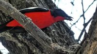 Namibia - Etosha - Pirschfahrt - Rotbauchwürger