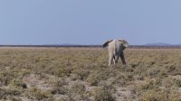 Namibia - Etosha - Pirschfahrt - last picture