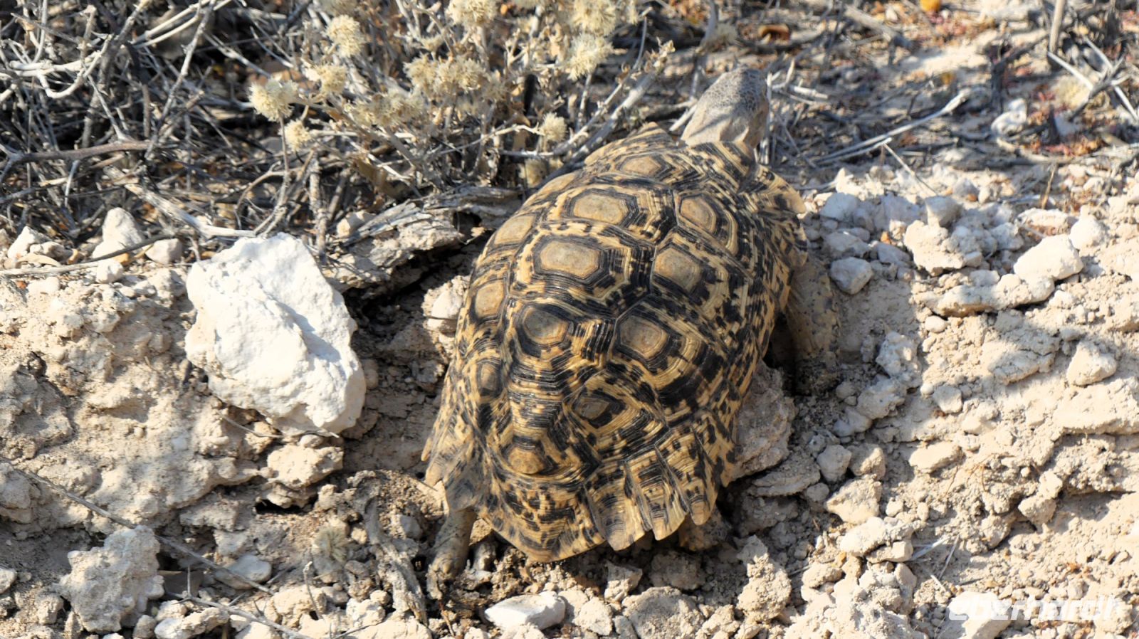 Namibia - Etosha - Pirschfahrt - Leopardenschildi