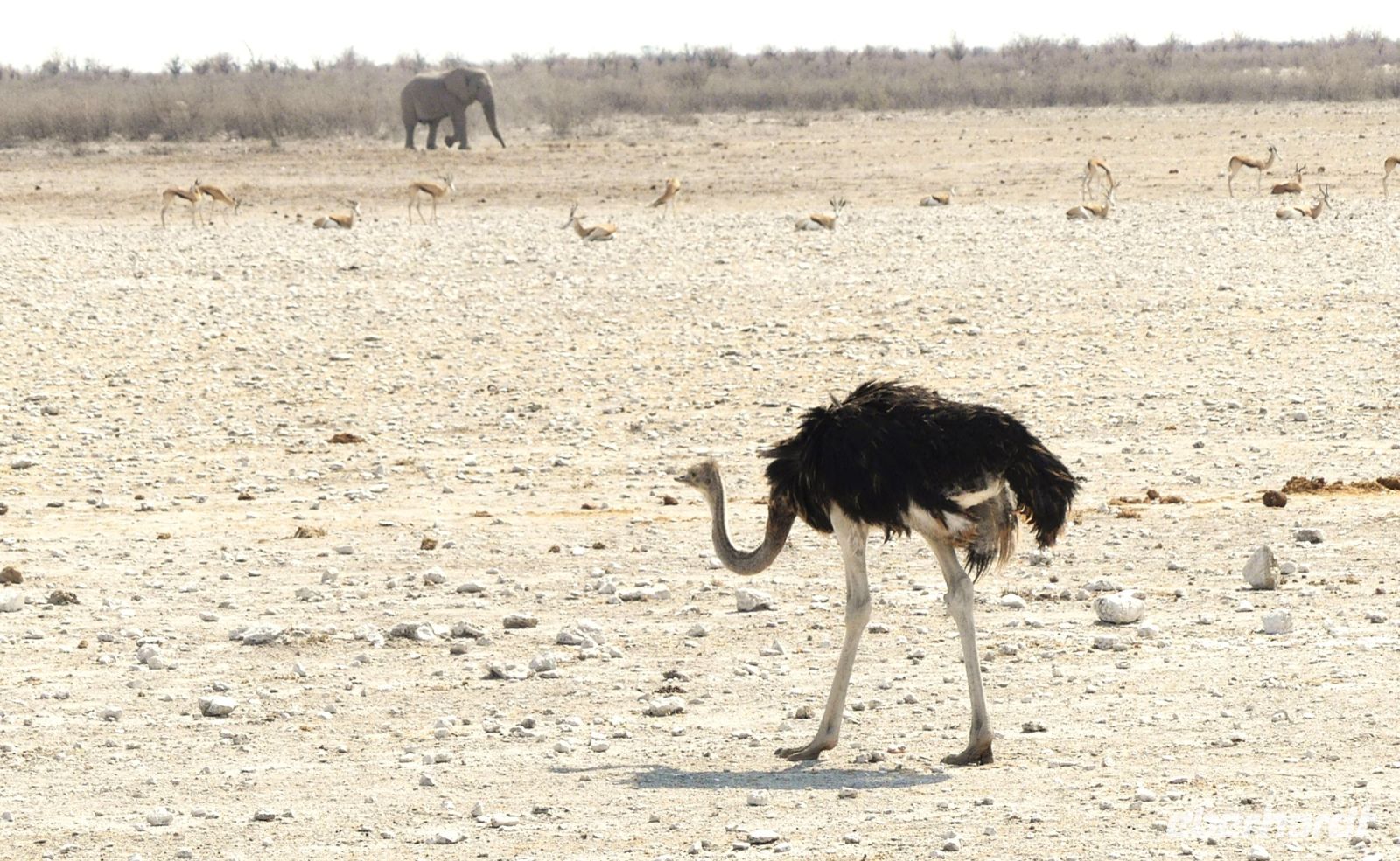 Namibia - Etosha - Pirschfahrt