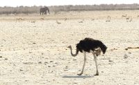 Namibia - Etosha - Pirschfahrt