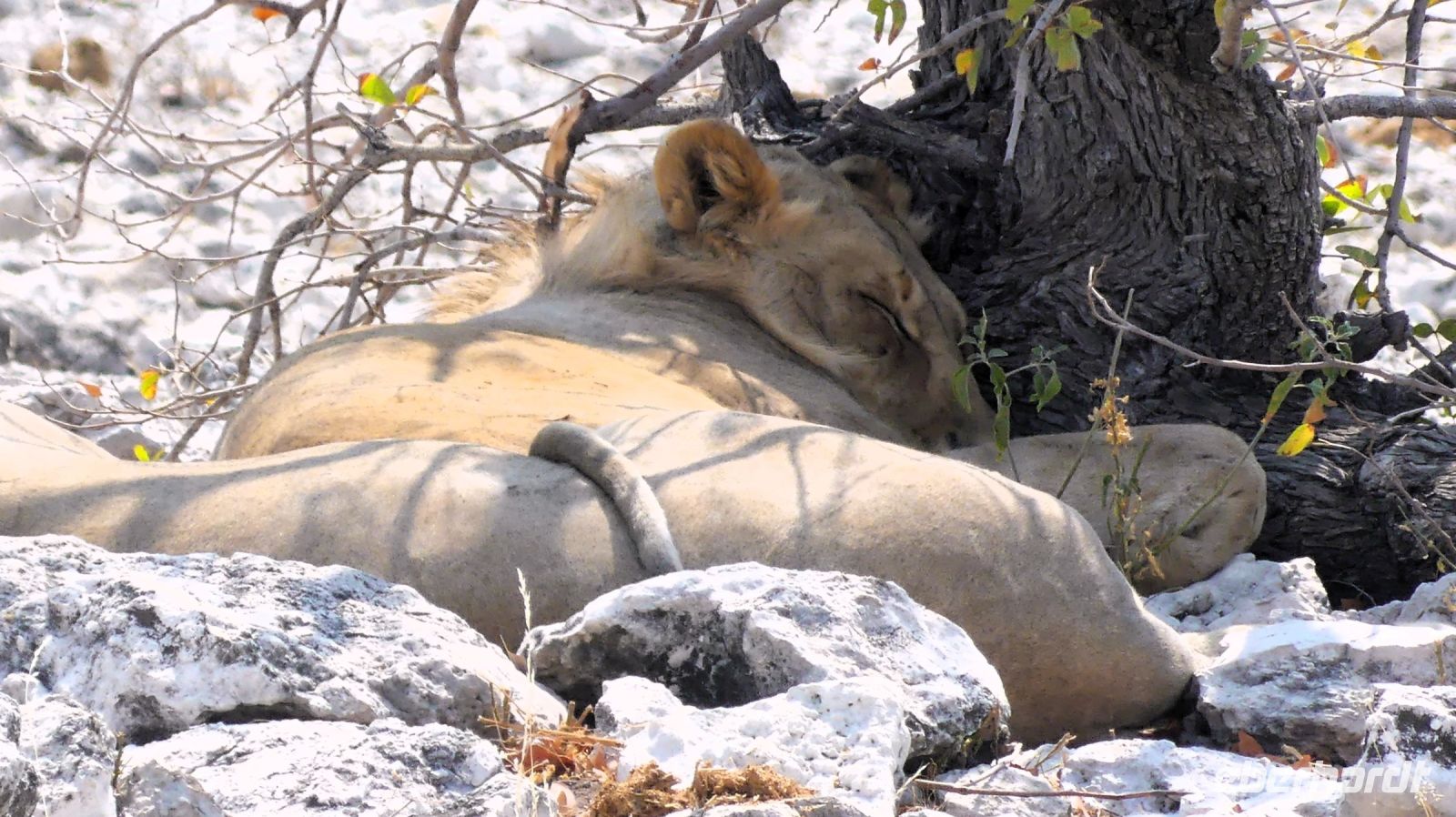 Namibia - Etosha - Pirschfahrt - ... darum