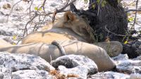 Namibia - Etosha - Pirschfahrt - ... darum