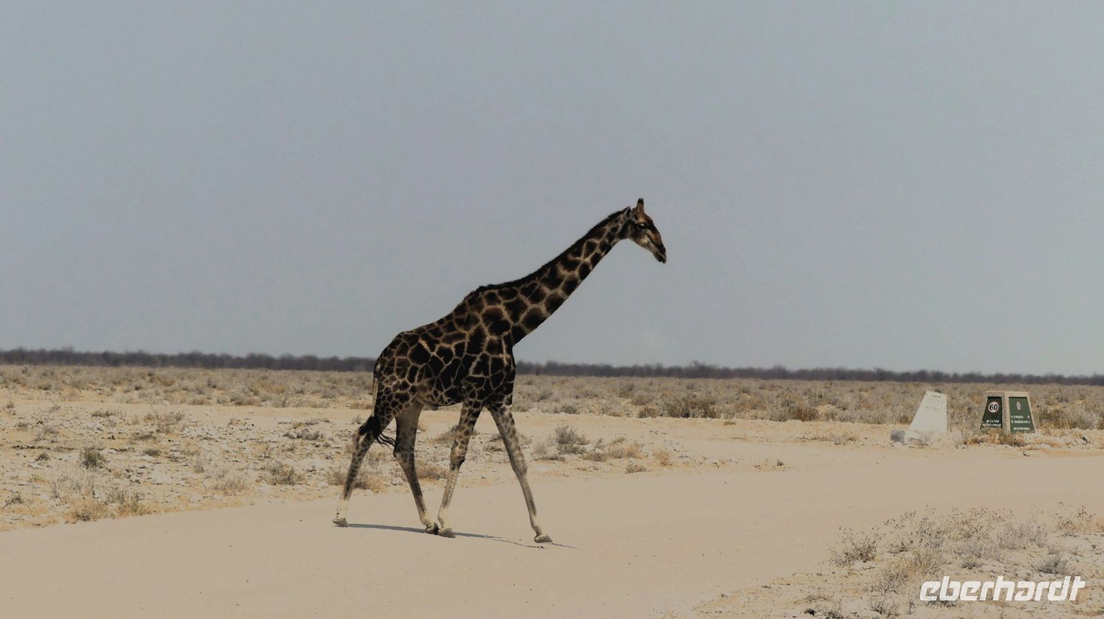Namibia - Etosha - Pirschfahrt