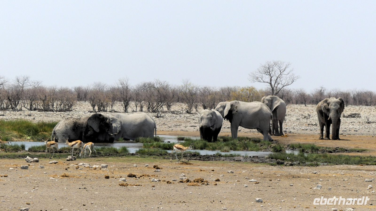 Namibia - Etosha - Pirschfahrt