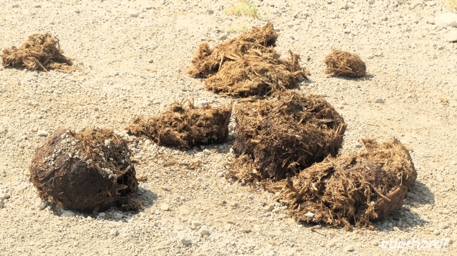 Namibia - Etosha - Pirschfahrt - Ankündigung