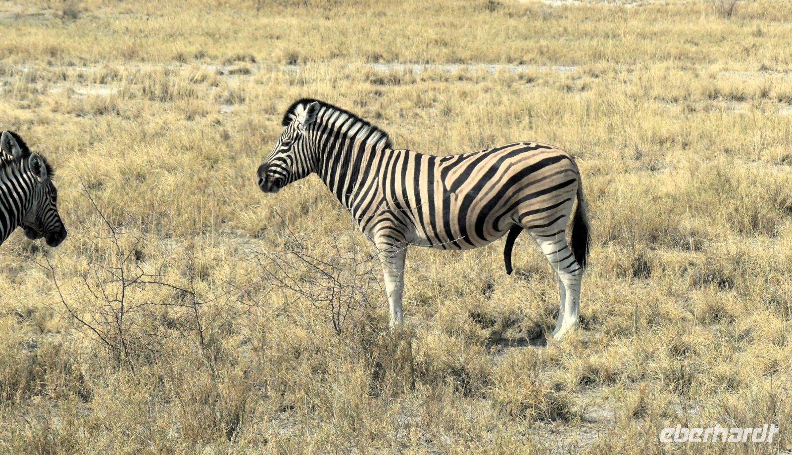 Namibia - Etosha - Pirschfahrt