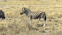 Namibia - Etosha - Pirschfahrt