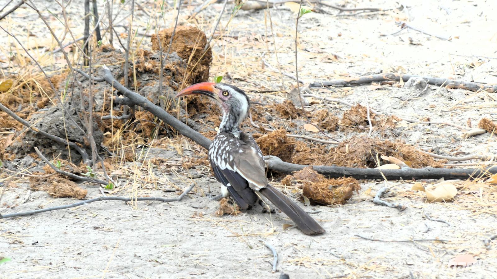Namibia - Pirschfahrt im Buffalo Park - Rotschnabel-Toko