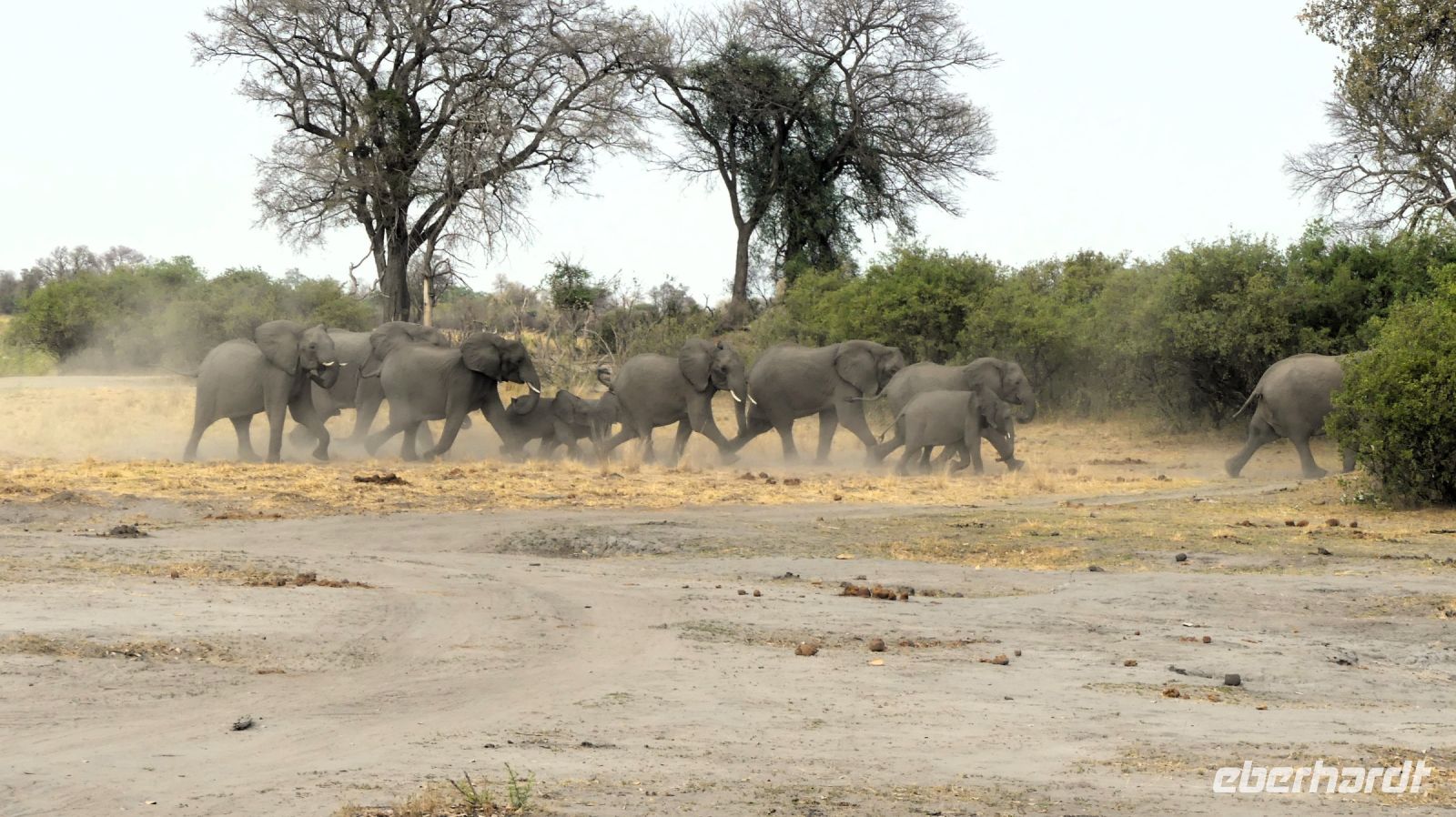 Namibia - Pirschfahrt im Buffalo Park - Elefantenherde