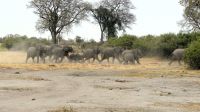 Namibia - Pirschfahrt im Buffalo Park - Elefantenherde
