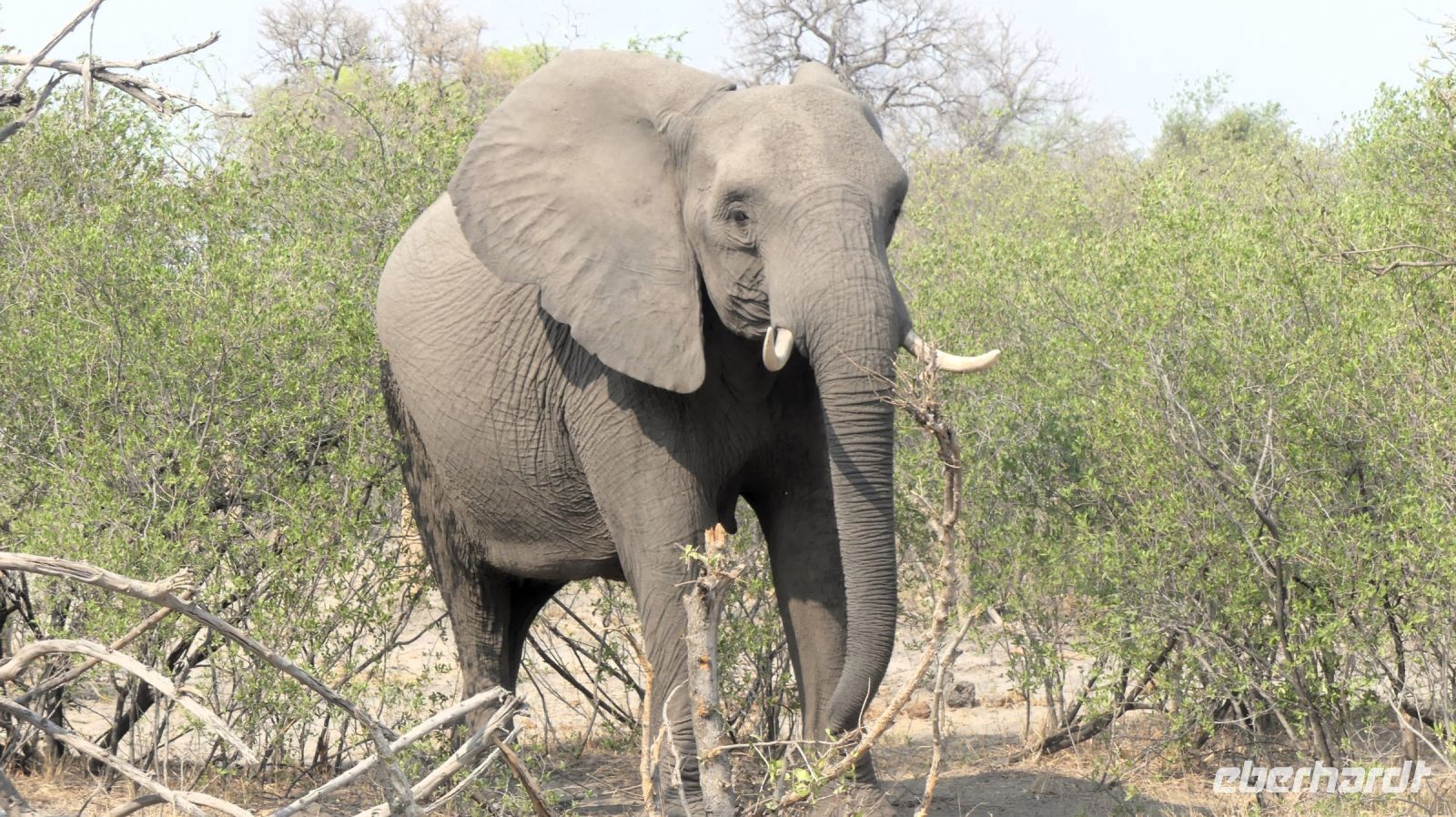 Namibia - Pirschfahrt im Buffalo Park