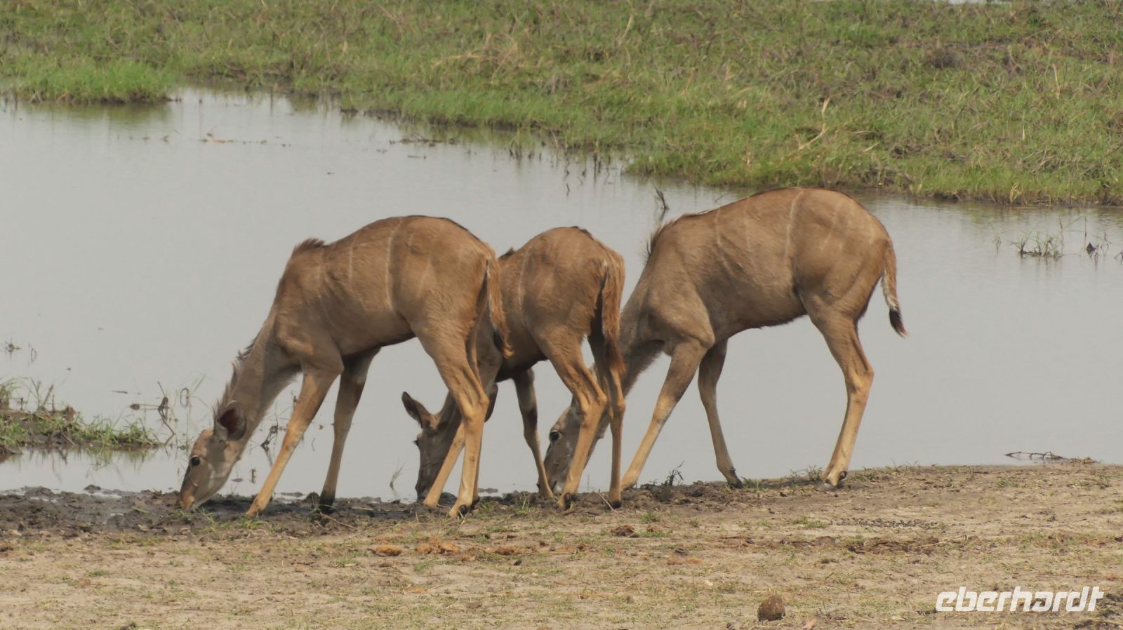 Namibia - Pirschfahrt im Buffalo Park - Kudus