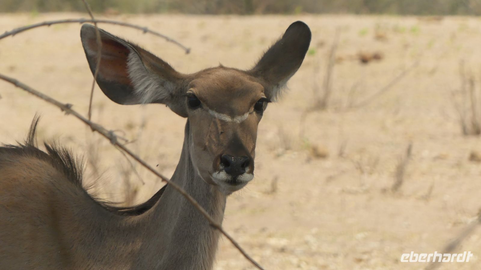 Namibia - Pirschfahrt im Buffalo Park - ... und scheu im Busch sind die Tiere...