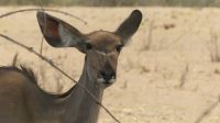 Namibia - Pirschfahrt im Buffalo Park - ... und scheu im Busch sind die Tiere...