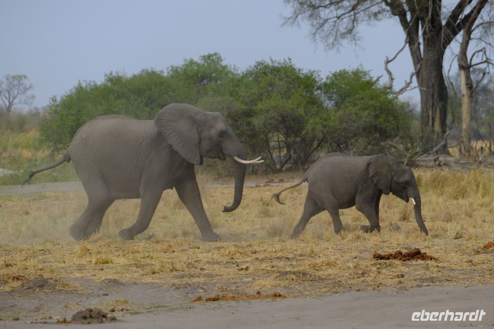 Namibia - Pirschfahrt im Buffalo Park - Elefantenherde - Foto von Guide Joe