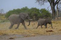Namibia - Pirschfahrt im Buffalo Park - Elefantenherde - Foto von Guide Joe
