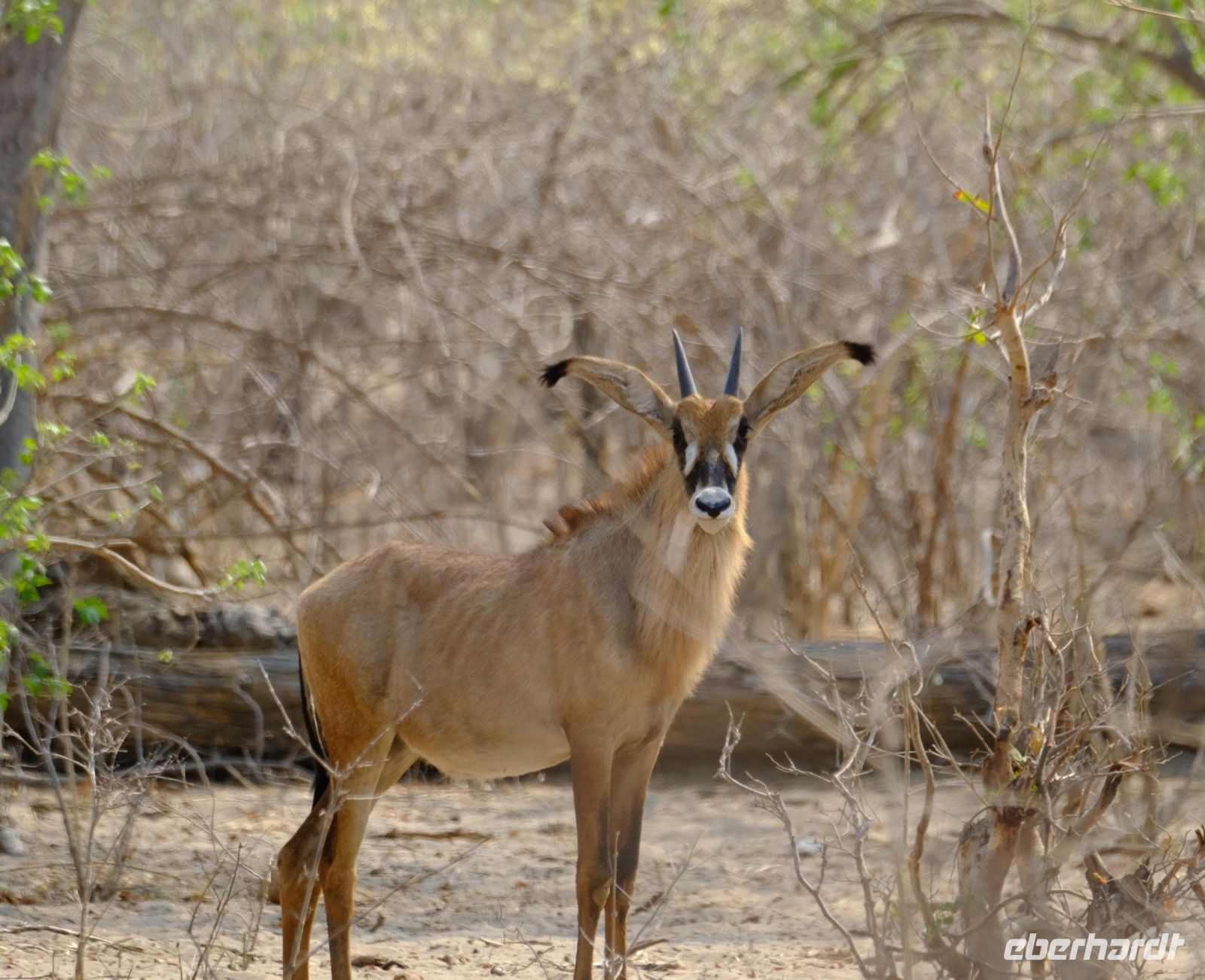 Namibia - Pirschfahrt im Buffalo Park - Säbelantilope - Foto von Guide Joe