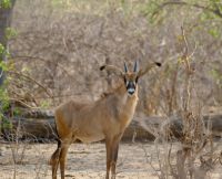 Namibia - Pirschfahrt im Buffalo Park - Säbelantilope - Foto von Guide Joe