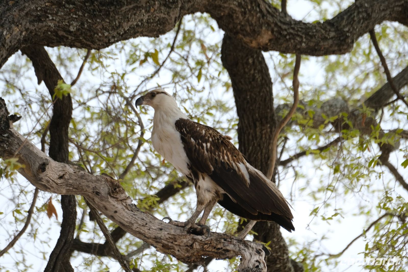 Namibia - Pirschfahrt im Buffalo Park - Fish Eagle