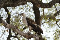 Namibia - Pirschfahrt im Buffalo Park - Fish Eagle