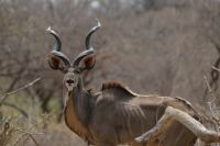 Namibia - Pirschfahrt im Buffalo Park - Kudu - Foto von Guide Joe
