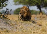 Namibia - Pirschfahrt im Buffalo Park - Foto von Guide Joe
