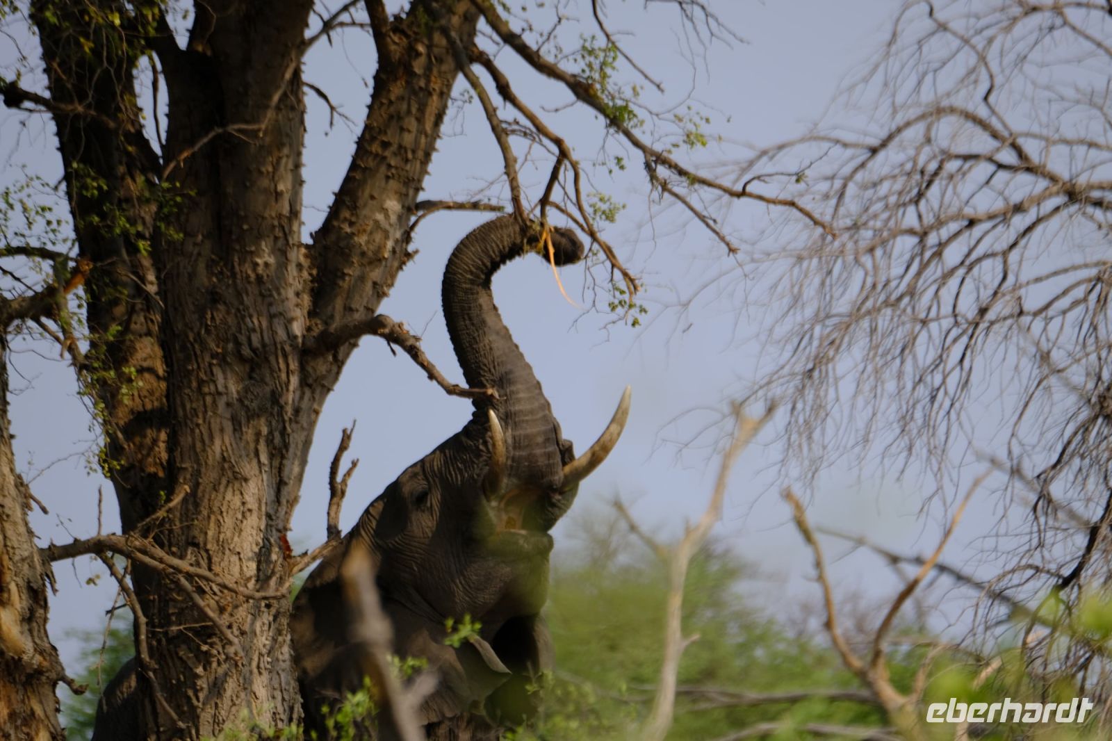 Namibia - Pirschfahrt im Buffalo Park - Amarula-Elefant