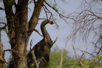 Namibia - Pirschfahrt im Buffalo Park - Amarula-Elefant