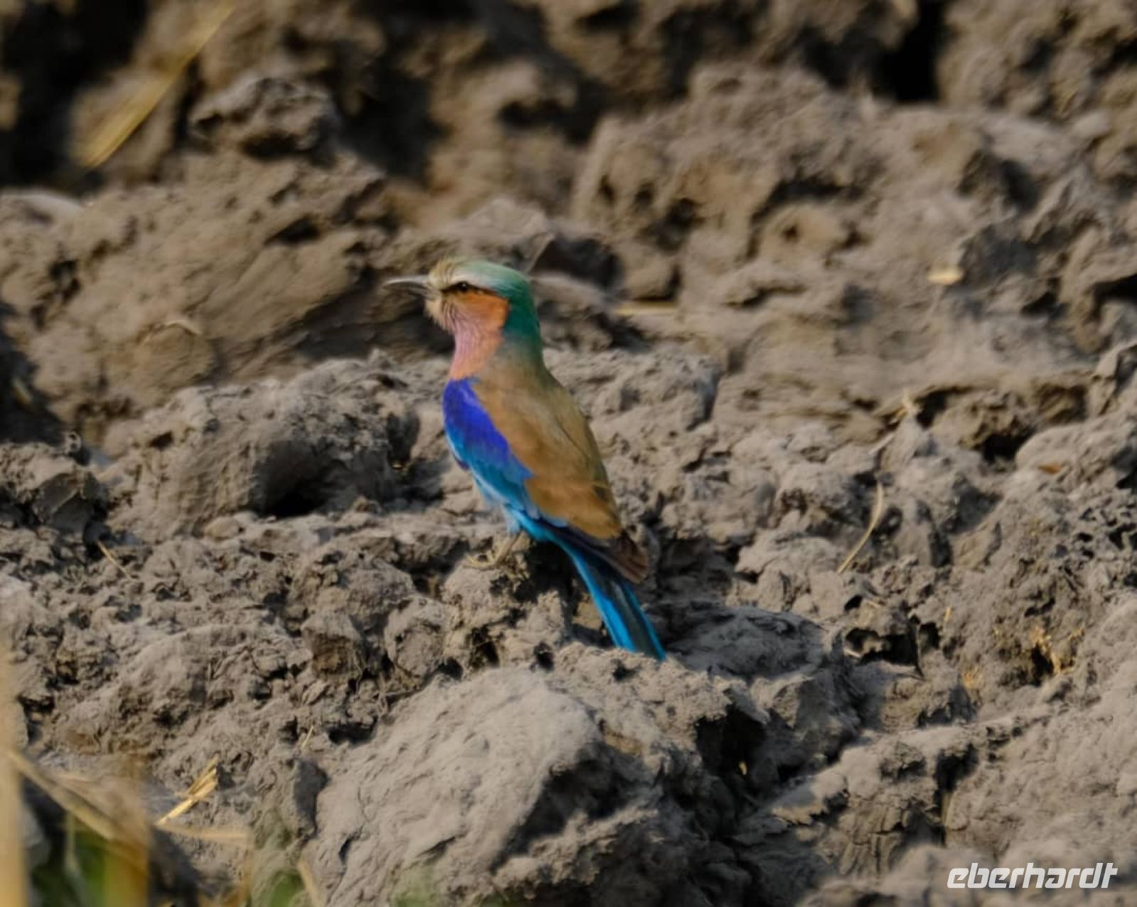 Namibia - Pirschfahrt im Buffalo Park - Gabelracke