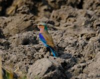 Namibia - Pirschfahrt im Buffalo Park - Gabelracke