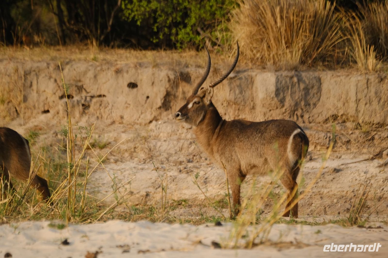 Namibia - Bootsfahrt Okavango - Wasserbock