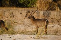 Namibia - Bootsfahrt Okavango - Wasserbock