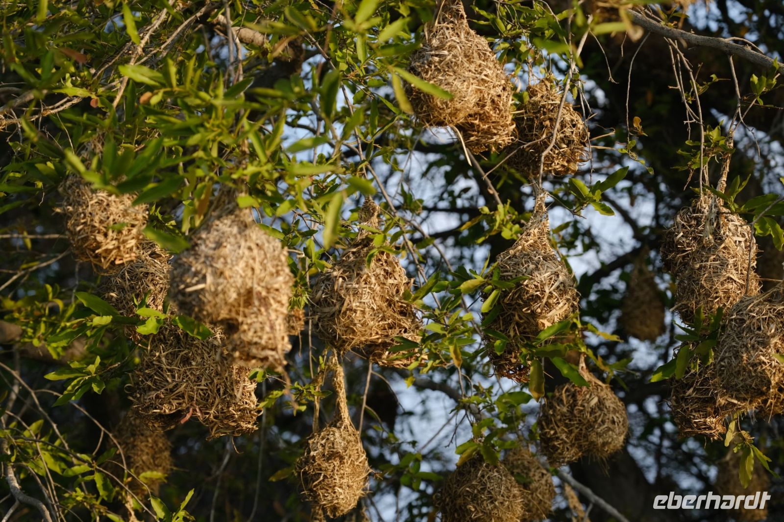 Namibia - Bootsfahrt Okavango - Nester der Maskenweber