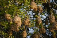 Namibia - Bootsfahrt Okavango - Nester der Maskenweber