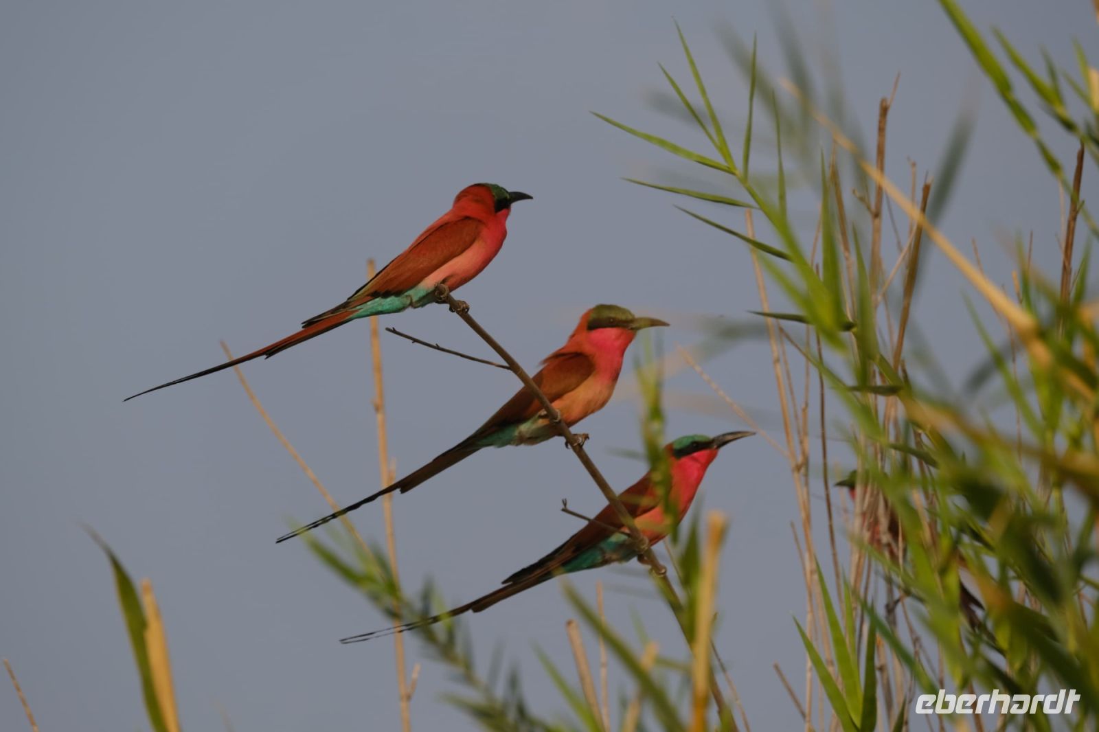 Namibia - Bootsfahrt Okavango - Scharlachspinte - Foto von Joe