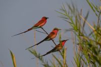 Namibia - Bootsfahrt Okavango - Scharlachspinte - Foto von Joe