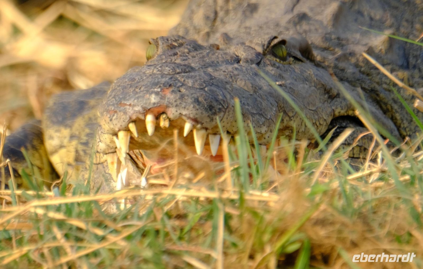 Namibia - Bootsfahrt Okavango - Foto von Guide Joe