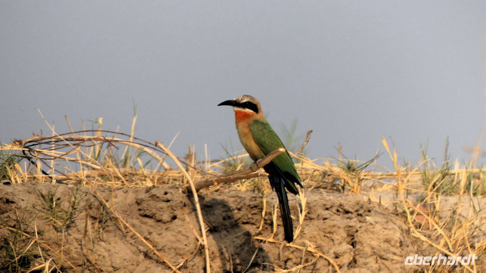 Namibia - Bootsfahrt Okavango - Bienenfresser