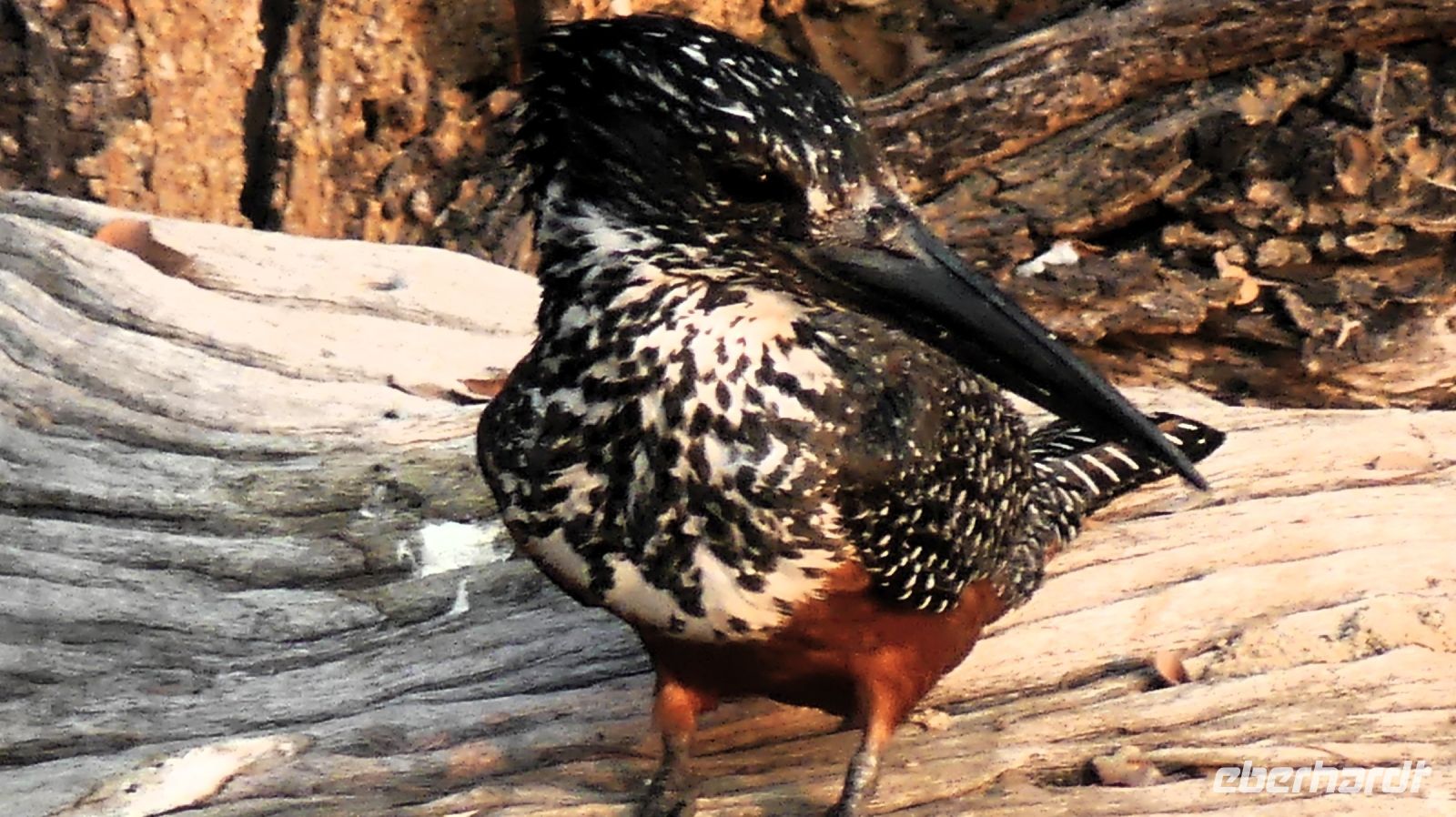 Namibia - Bootsfahrt Okavango - King Fisher