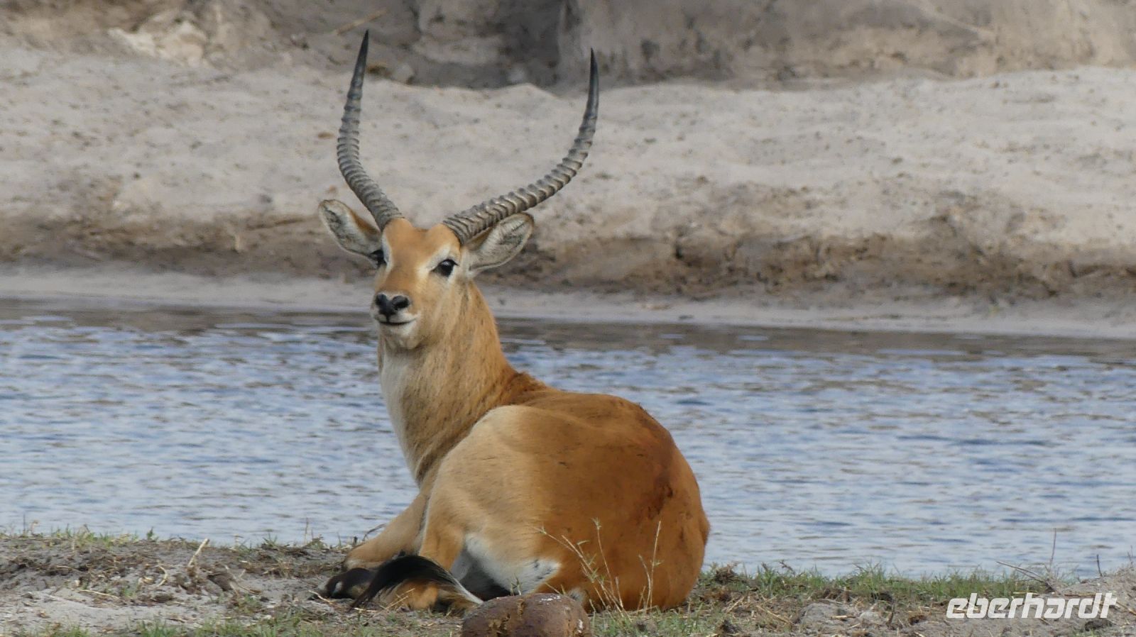 Namibia - Pirschfahrt im Bwabwata Nationalpark - Red Lechwe