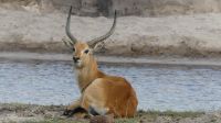 Namibia - Pirschfahrt im Bwabwata Nationalpark - Red Lechwe