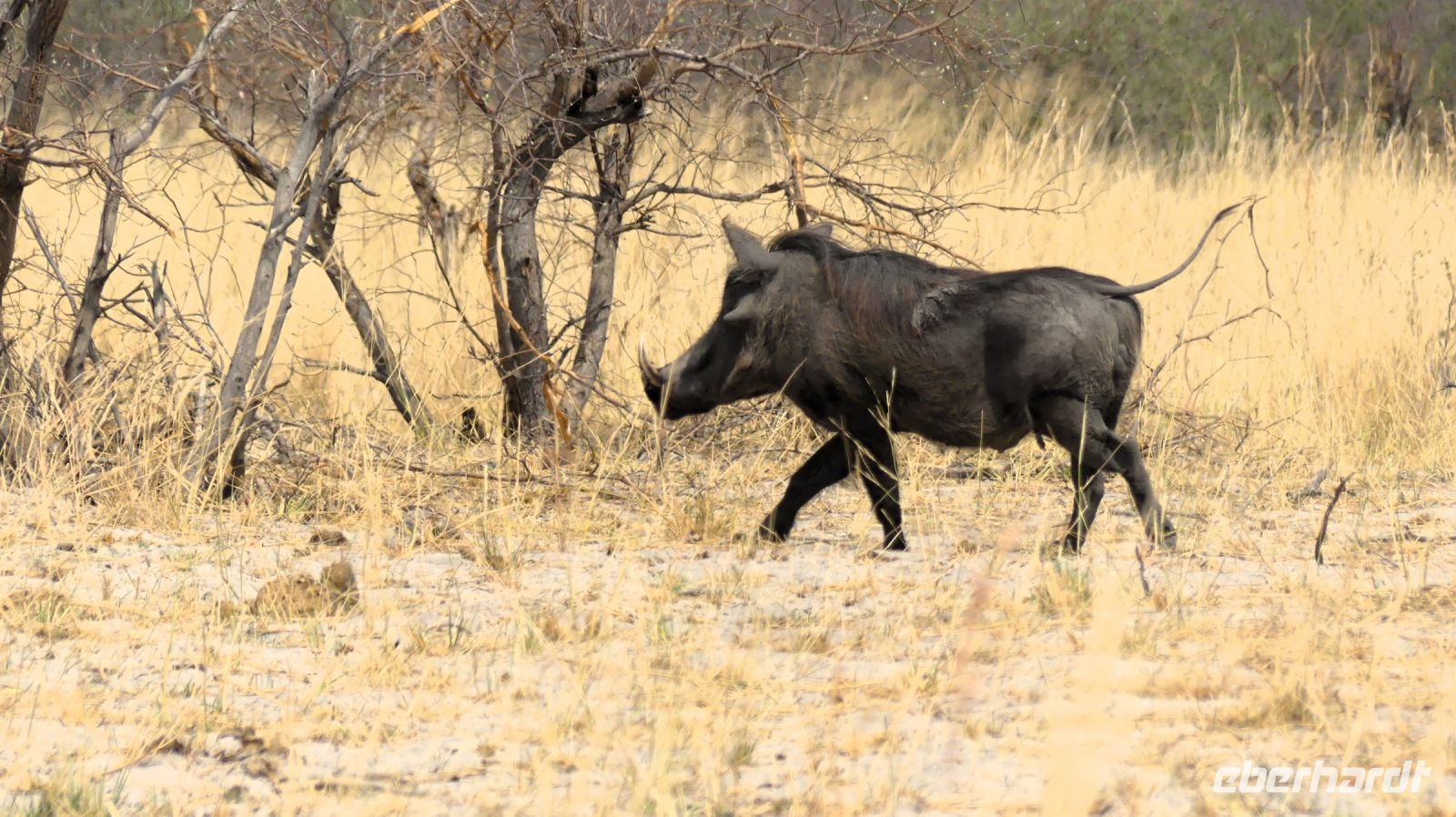 Namibia - Pirschfahrt im Bwabwata Nationalpark - Buschradio