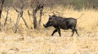Namibia - Pirschfahrt im Bwabwata Nationalpark - Buschradio