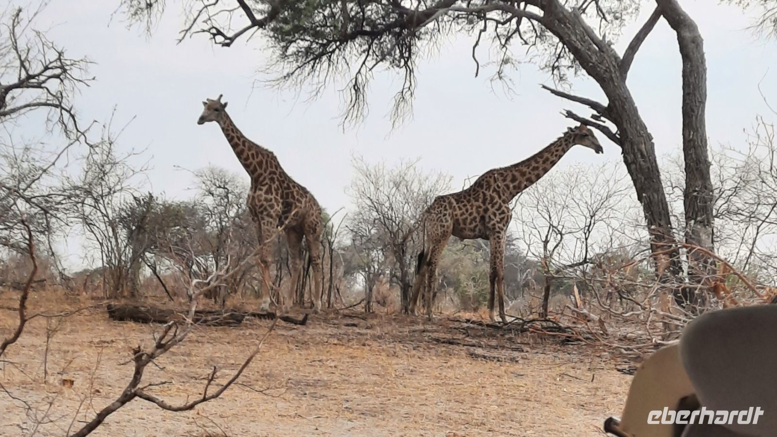 Namibia - Pirschfahrt im Bwabwata Nationalpark