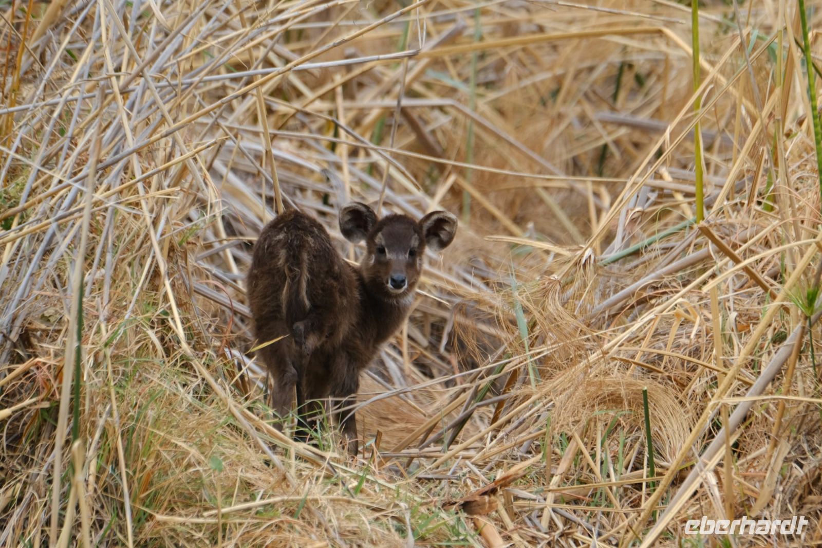 Namibia - Pirschfahrt im Bwabwata Nationalpark -  Moorantilopen-Baby